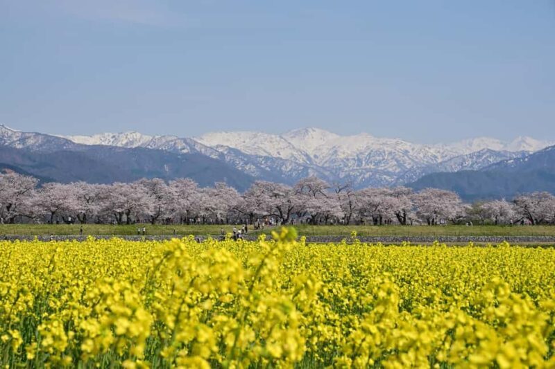 Kanazawa/Toyama: Spring Quartet of Flowers Day Tour - An Authentic Day Through Toyama’s Blossoms and Mountains