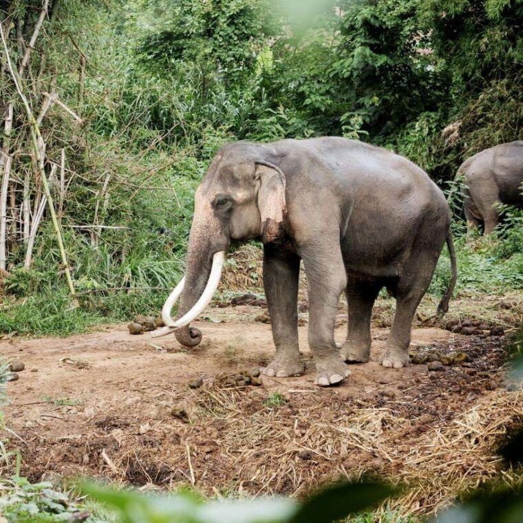 Kanchanaburi: River Kwai, Erawan Falls, and Elephant Tour - Optional Attractions in Kanchanaburi