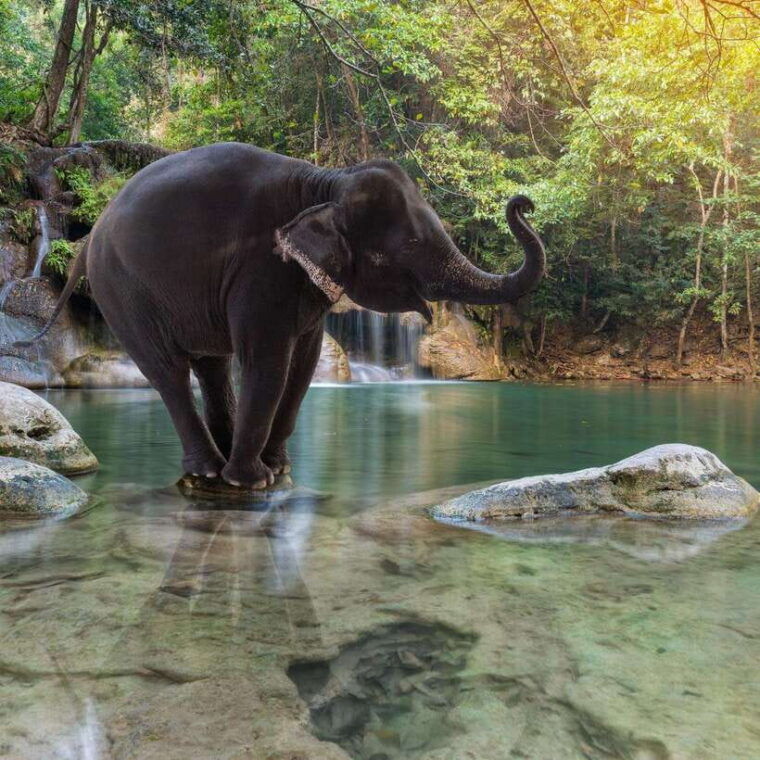 Kanchanaburi: River Kwai, Erawan Falls, and Elephant Tour - Transportation and Guide