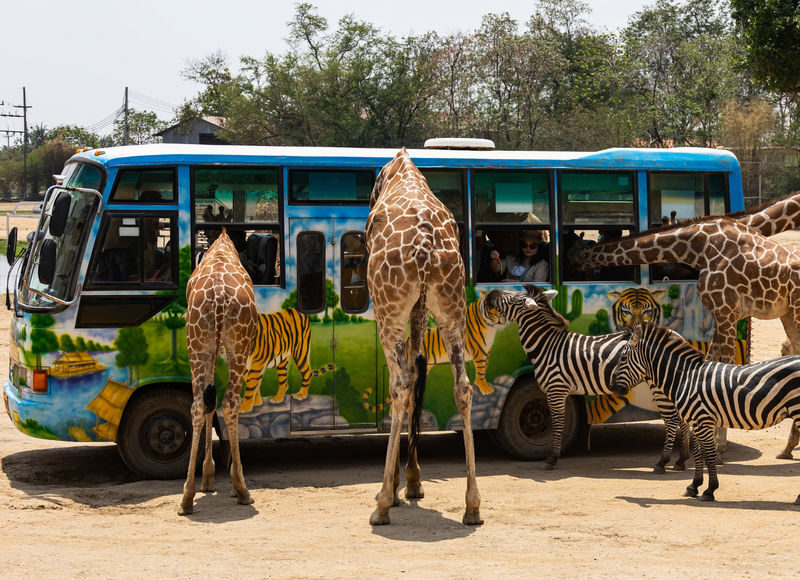 Kanchanaburi Safari Park & River Kwai Bridge Full-Day Private Tour - Key points before you book