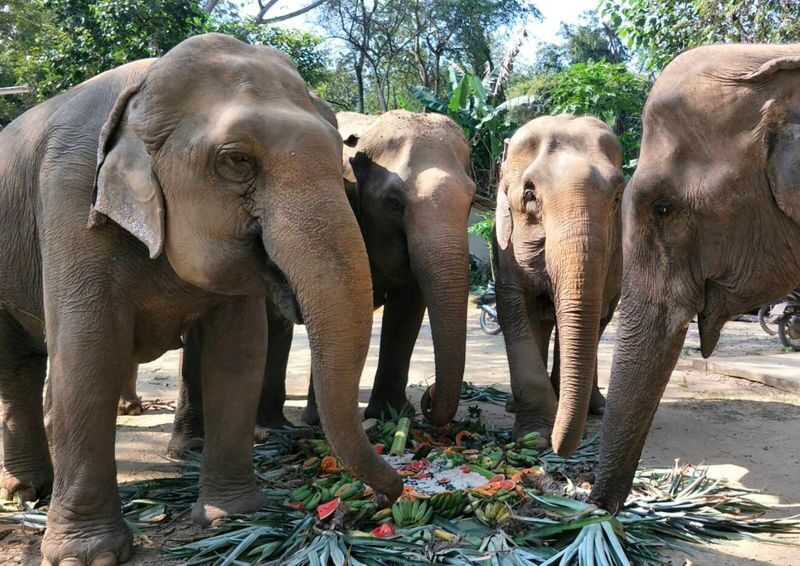 Kanchanaburi with Erawan & Elephant from Bangkok by MyProGuide - At Elephant Haven: food preparation, feeding and river bathing