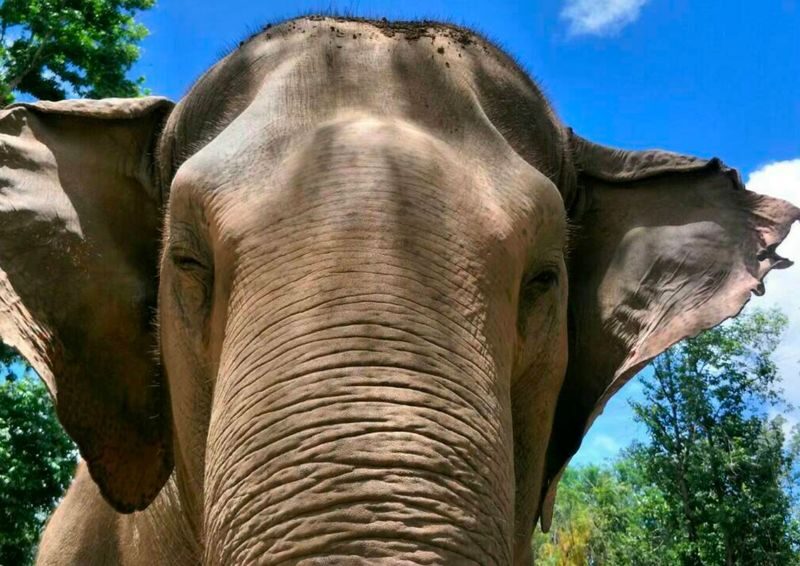 Kanchanaburi with Erawan & Elephant from Bangkok by MyProGuide - Who should book this Kanchanaburi day trip?