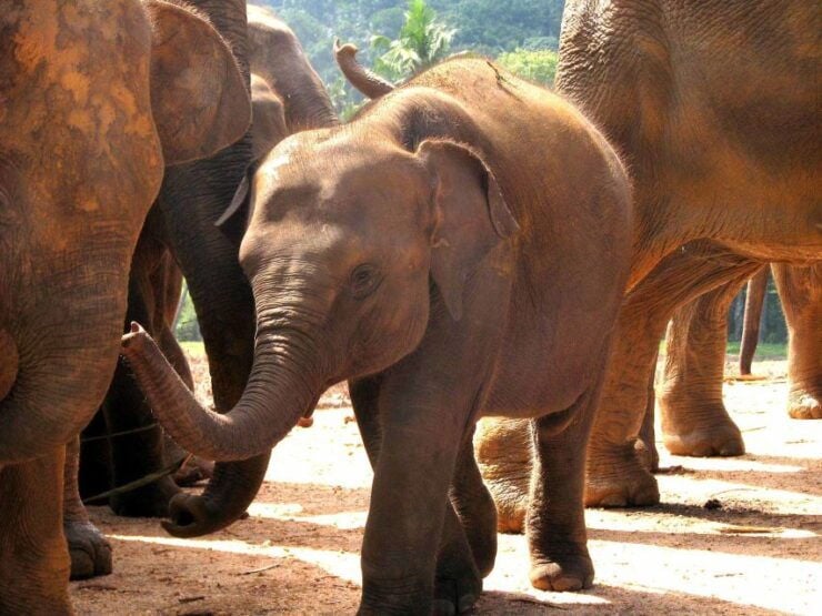 Kandy and Pinnawala Private Full–Day Tour - Tour Experience and Itinerary