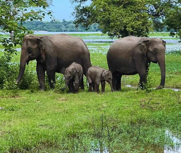 KANDY AND PINNAWELA ELEPHANT ORPHANAGE DAY TOUR - Good To Know