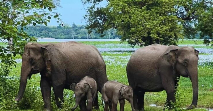 KANDY AND PINNAWELA ELEPHANT ORPHANAGE DAY TOUR - Itinerary Highlights