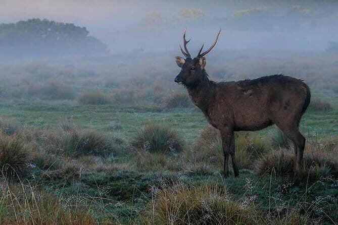 Kandy City Day Tour - A Deep Dive into the Itinerary and What You Can Expect