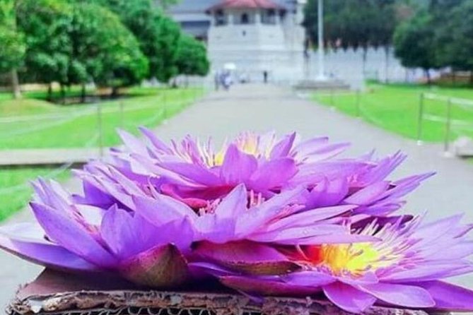 Kandy City Day Tour - Reviews and Ratings