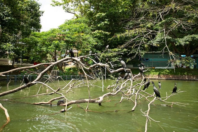 Kandy City Day Tour With a Verified Tour Guide - Tour Guide Expertise