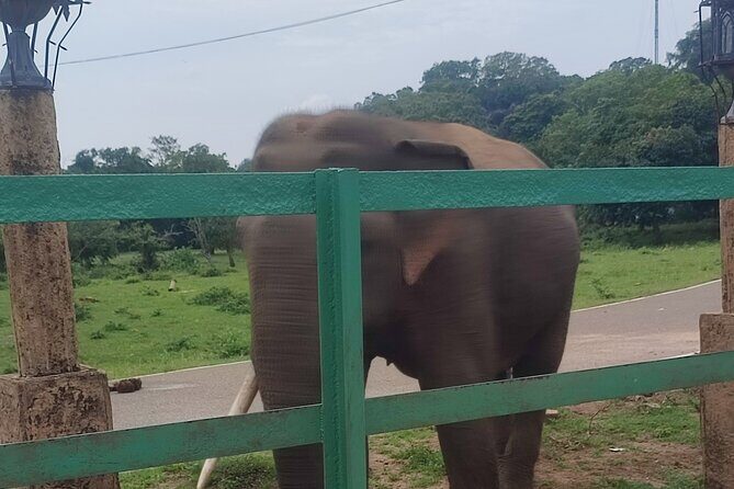 Kandy City Private Tour - FAQ