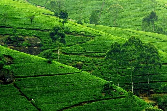 Kandy City Tour - Authenticity and Transparency