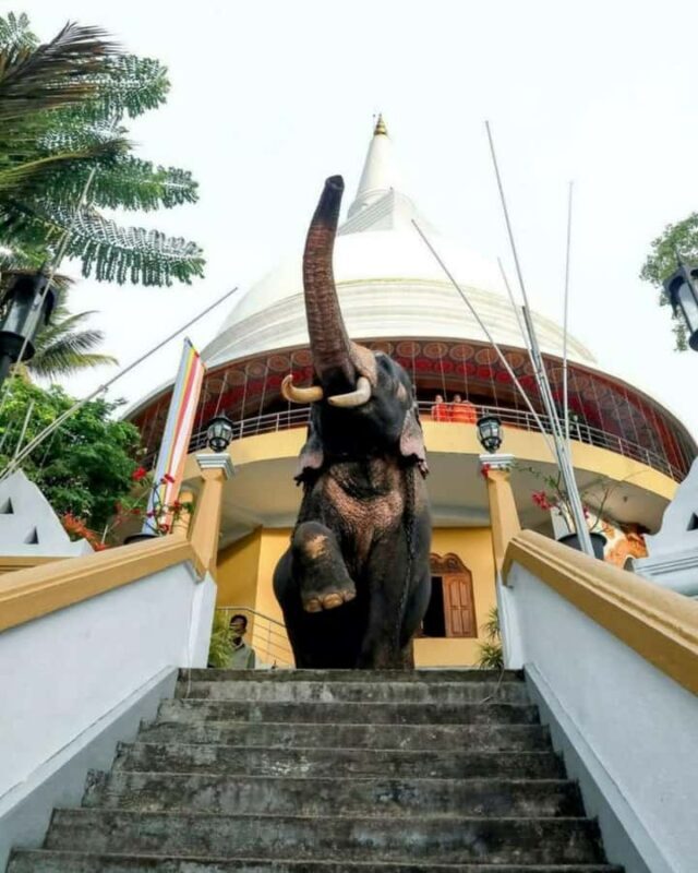 Kandy City Tour: Private Guided Tour of the City by Tuk-Tuk - FAQ