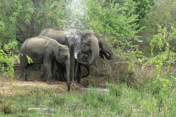 Kandy Dambulla Sigiriya Tour - Tour Itinerary
