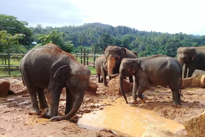 Kandy Day Tour - Lowest Price Guarantee