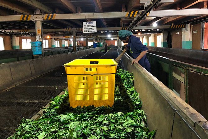 Kandy Day Tour From Colombo - Meeting and Pickup Details