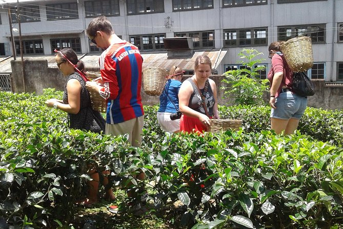 Kandy Day Trip From Colombo: Tea Factory- Peradeniya Botanical Gardens-Kandy - Reviews and Rating