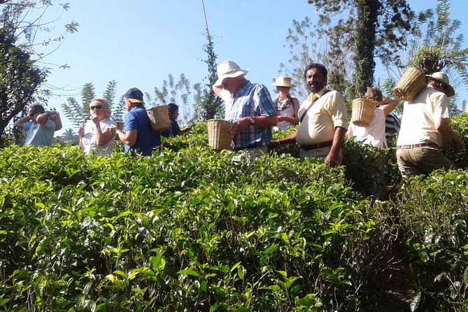 Kandy Day Trip From Colombo: Tea Factory- Peradeniya Botanical Gardens-Kandy - Accessibility and Miscellaneous