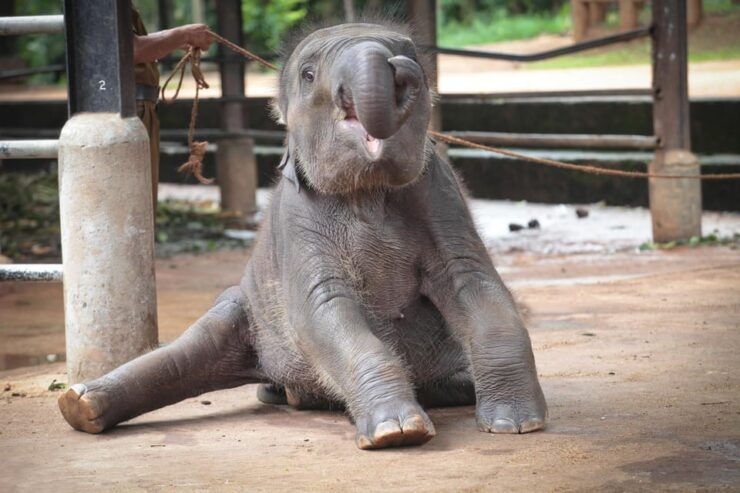 Kandy Drop With Pinnawala Elephant Orphanage From Colombo - Good To Know