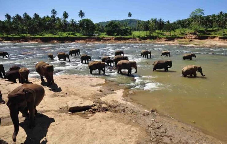 Kandy Drop With Pinnawala Elephant Orphanage From Colombo - Itinerary Highlights