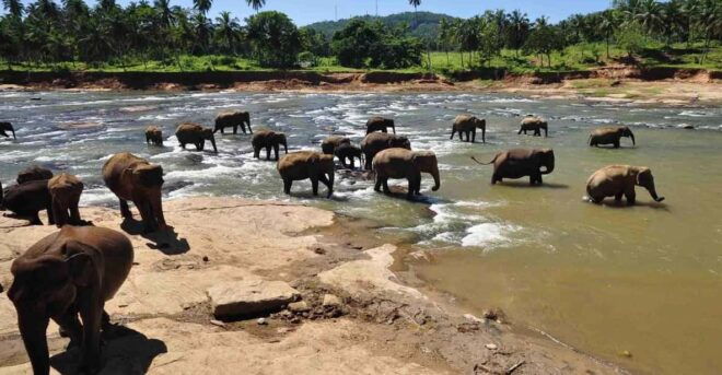 Kandy Drop With Pinnawala Elephant Orphanage From Colombo - Pinnawala Elephant Orphanage