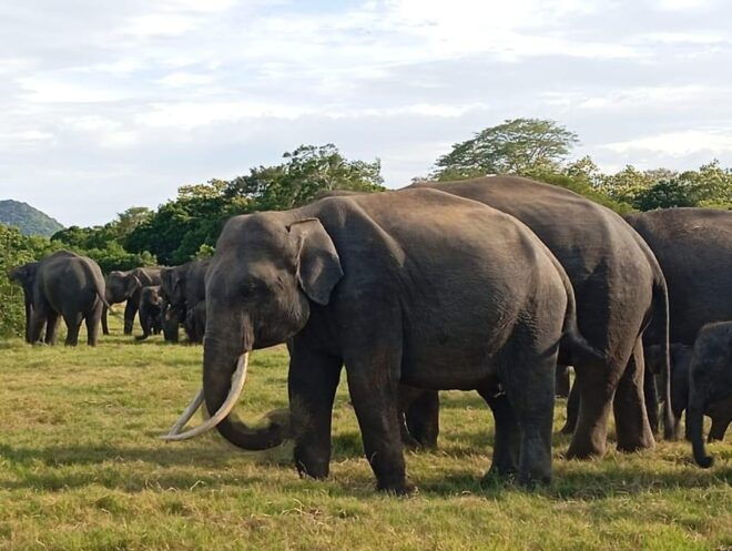 Kandy: Eighth Wonder of Sigiriya and Minneriya Park Safari - Safari Adventure at Minneriya