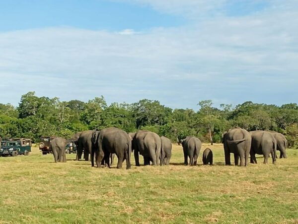 Kandy: Eighth Wonder of Sigiriya and Minneriya Park Safari - Essential Travel Tips