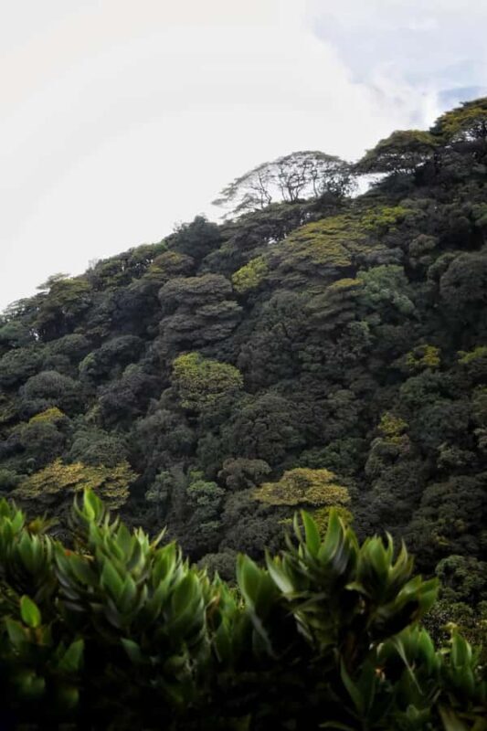 Kandy: Five Peaks Cloud Forest Adventure - Good To Know