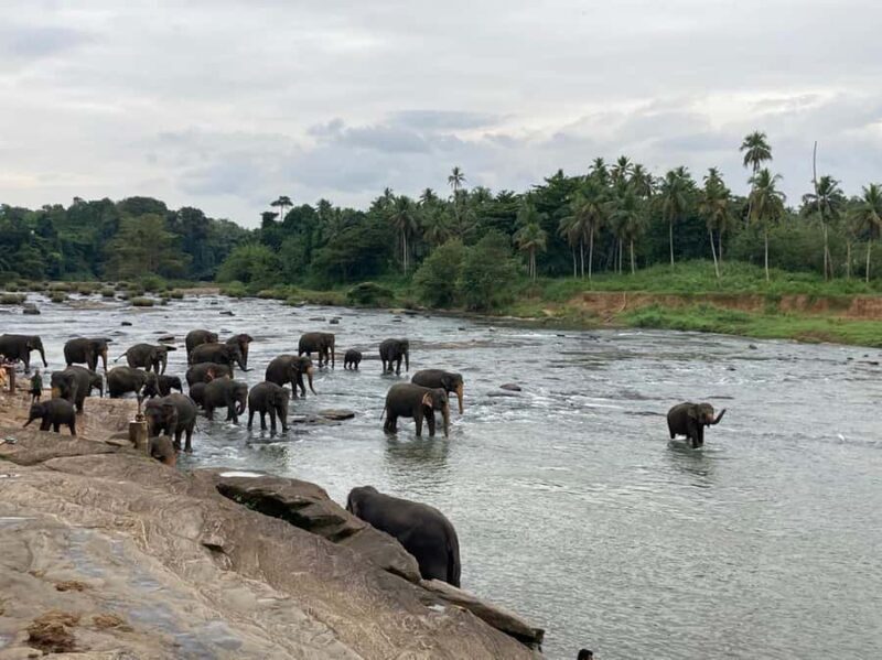 Kandy Highlights & Pinnawala Elephant Experience by Tuk-Tuk - Good To Know