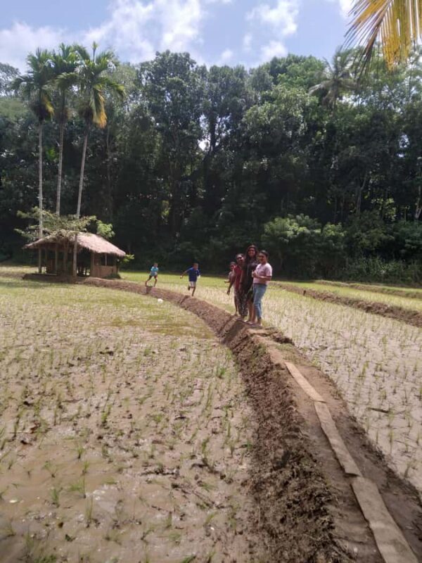 Kandy: Nutmeg Plantation Tour with Kamatha Lunch - Good To Know