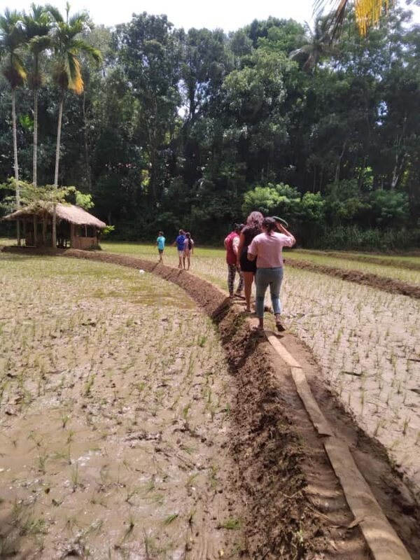 Kandy: Nutmeg Plantation Tour with Kamatha Lunch - Who Should Consider This Experience?
