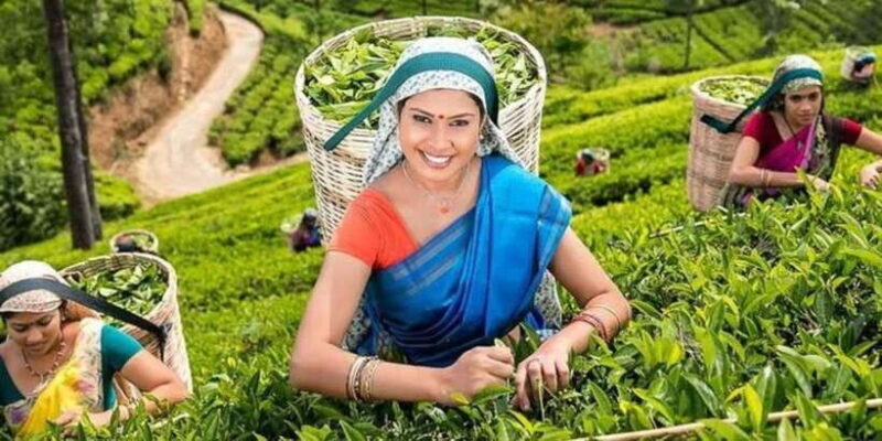 Kandy & Nuwara Eliya: 2-Day Tour! - Final Thoughts