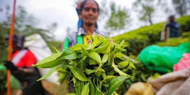 Kandy & Nuwara Eliya: 2-Day Tour! - FAQ