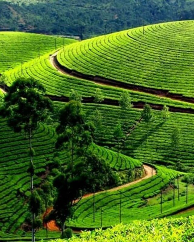 Kandy: Nuwara Eliya and Ambewela Train Station Tour - Entering Nuwara Eliya: Colonial Charm  