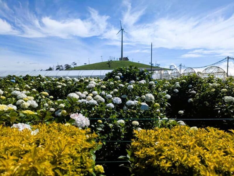 Kandy: Nuwara Eliya and Ambewela Train Station Tour - FAQ
