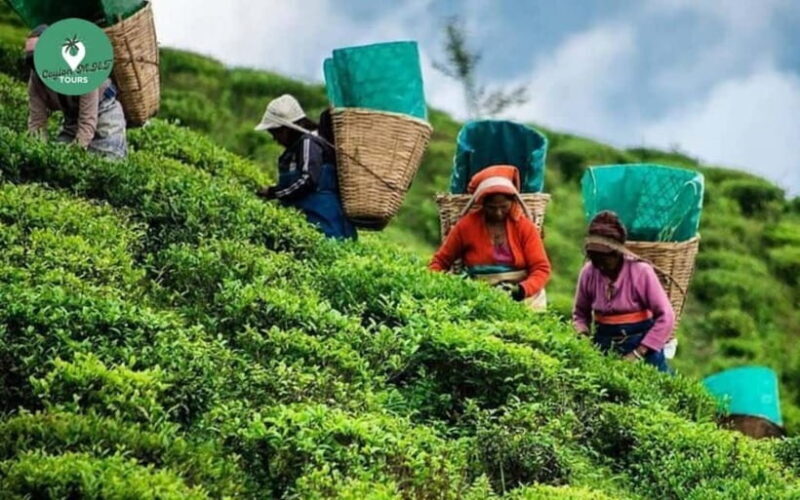 Kandy: Nuwara Eliya Day Explore by Tuk tuk with Local Guide - Discovering the Charm of Nuwara Eliya on a Tuk Tuk