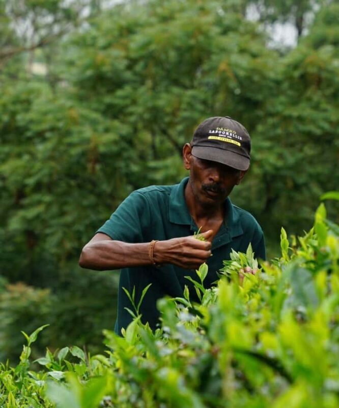 Kandy: Nuwara Eliya Secret & Historical Sightseeing Tour - Introduction: What You Can Expect from This Tour