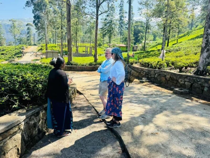 Kandy: Nuwara Eliya to Ella Tea Plantation & Waterfall Hike - Good To Know
