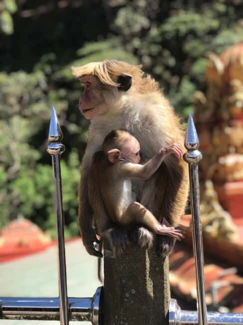 Kandy: Nuwara-Eliya Trip with Driver-Guide & Scenic Stops - Good To Know