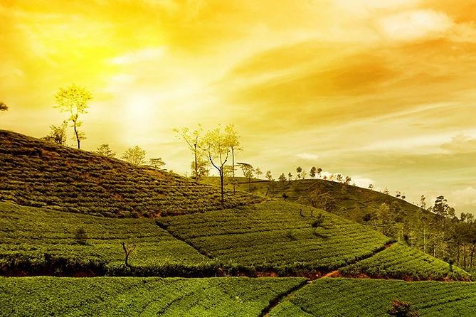 Kandy Nuwaraeliya 02 Days Tour From Colombo or Negombo - Transportation Information