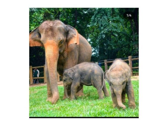 Kandy: Pinnawala Day Tour By Local Budget Taxi (Local Guide) - Cultural Experiences