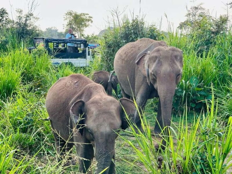 Kandy & Pinnawala Day Tour From Colombo or Negombo - Authenticity and Unique Experiences