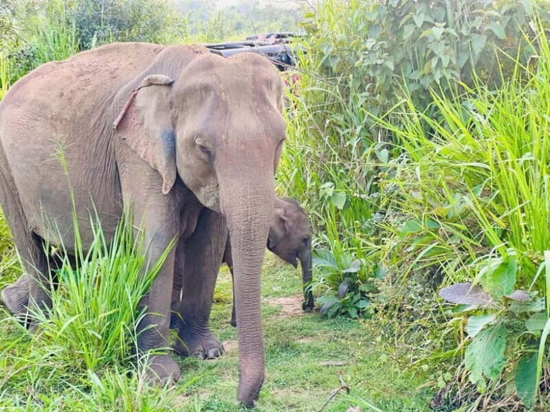 Kandy & Pinnawala Day Tour From Colombo or Negombo - FAQ