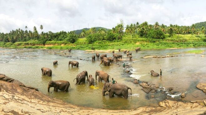 Kandy, Pinnawala Day Trip From Bentota, Kalutara Beach - Customer Reviews