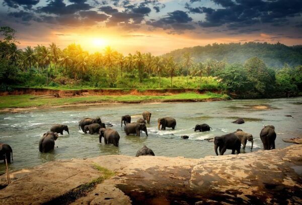Kandy & Pinnawala: Discover Culture & Nature in a Day Tour. - Important Travel Information