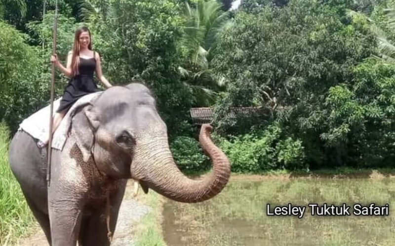 Kandy : Pinnawala Elephant Safari Tour with Kandy City Tour - Introduction