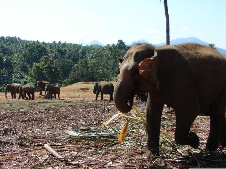 Kandy Pinnawala Full Day Tour From Bentota and Kalutara - Tour Highlights