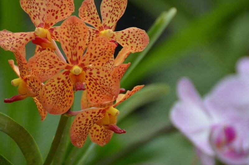 Kandy, Pinnawala Private Day Trip From The West Coast Beach - Traditional Arts and Crafts  