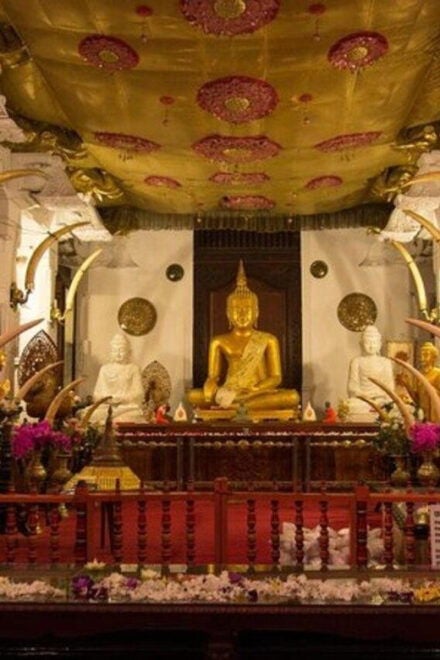 Kandy, Pinnawala & Tea Factory Full Day Tour From Colombo - Tea Factory Experience