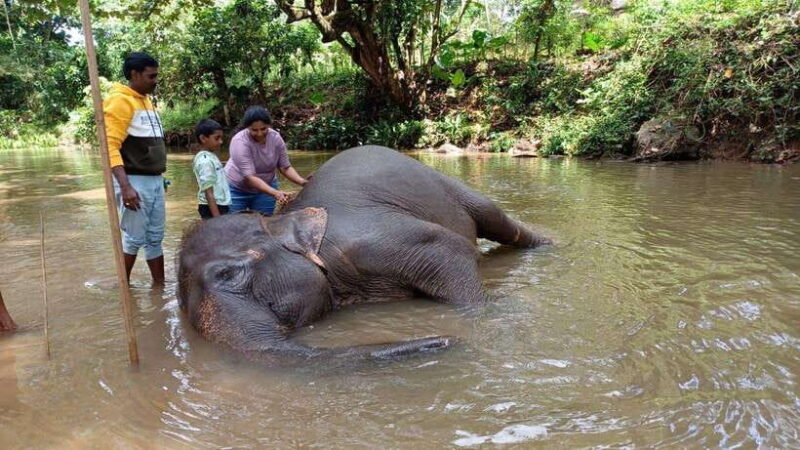 Kandy & Pinnawala & Tea Factory Full Day Tour From Negombo - Final Thoughts