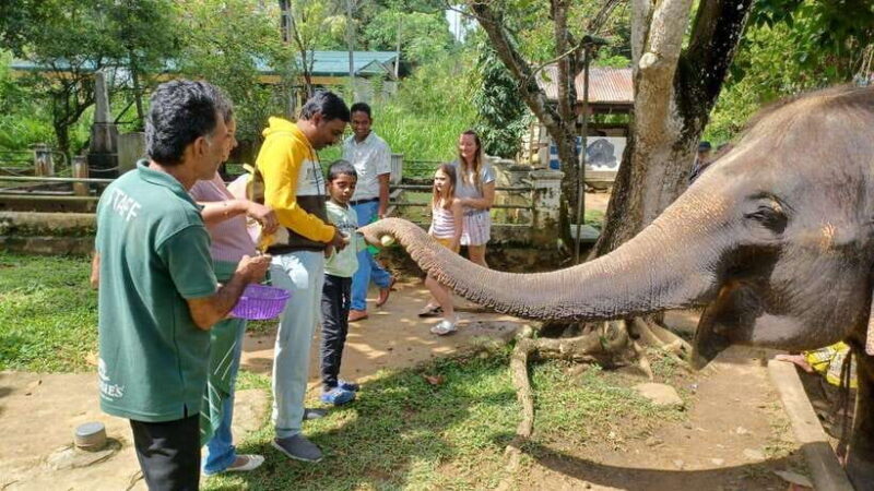 Kandy & Pinnawala & Tea Factory Full Day Tour From Negombo - Good To Know