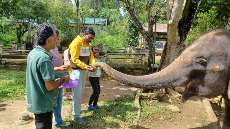 Kandy & Pinnawala & Tea Factory Full Day Tour From Negombo - FAQ